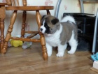 Akita štěňata pro adopci Akita štěňata pro adopci