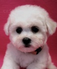 Bišonek - Bichon Frisé Bišonek - Bichon Frisé