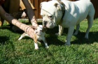  Staroanglick� buldok, Old English Bulldog