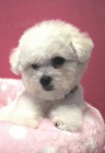 Bišonek - Bichon Frisé Bišonek - Bichon Frisé