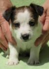 Jack Russell terrier s PP Jack Russell terrier s PP