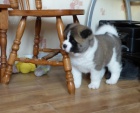 Akita šteňa potrebuje novú rodinu  Akita šteňa potrebuje novú rodinu