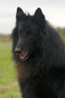 Pejsek Belgick ovk Groenendael