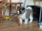 akita inu akita inu