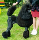 Kr�lovsk� pudl - �ern� �t��ata s PP