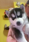 Siberian husky s pp na prodej