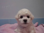 Bišonek - Bichon Frisé Bišonek - Bichon Frisé