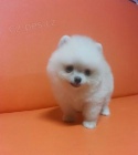Pomeranian pic tenata