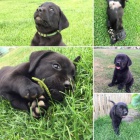 �t��ata Labrador retriever