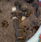 Staford��rsk� bulteri�r - �t��ata s PP