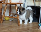 Akita-inu Akita-inu
