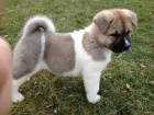 Akita štěňata. Akita štěňata.