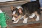  �t��ata Pembroke Welsh Corgi