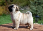 Mops na prodej s PP Mops na prodej s PP
