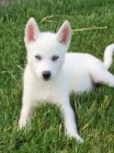 Sibiřský husky na prodej bez PP Sibiřský husky na prodej bez PP