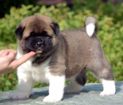 Akita-inu Akita-inu