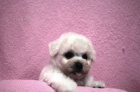 Bišonek - Bichon Frisé Bišonek - Bichon Frisé