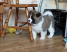 Akita-inu Akita-inu