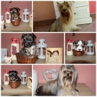 �t���tka barevn�ch jork��rk� s PP