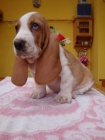 Basset hound, Basset, Baset Basset hound, Basset, Baset