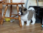 Akita-inu  Akita-inu