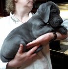 N�meck� doga modr�