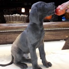 N�meck� doga modr�