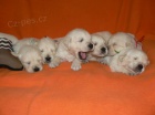 Zlat� retr�vr - golden retriever s PP �t��ata