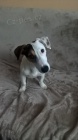 NABIZÍM PSA JACK RUSSELL KE KRYTÍ NABIZÍM PSA JACK RUSSELL KE KRYTÍ