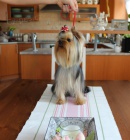 Prod�m pejska jork��rsk�ho teriera