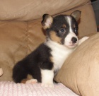 Corgi štěňata pro přijetí  Corgi štěňata pro přijetí