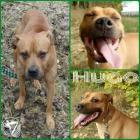 Hugo Boss � pro opravdov�ho mu�e � am. staford��rsk� teri�r