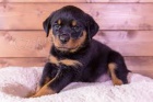  Rotweiler �t��ata jsou velmi zdrav�