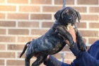 �t��ata Presa Canario
