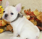 Francouzsk� buldo�ek �t��ata