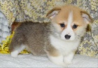 �t���tka Pembroke Welsh Corgi