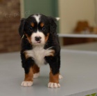 �t��ata Bernsk�ch sala�nick�ch ps�