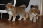 Štěňata Akita Inu jsou připraveni na nový domov Štěňata Akita Inu jsou připraveni na nový domov
