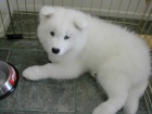 Samojed �t��ata