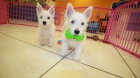 West Highland teri�r Westie �t��ata