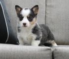 Štěňata Welsh Corgi (Pembroke) potřebují nové domovy Štěňata Welsh Corgi (Pembroke) potřebují nové domovy