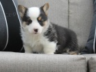 �t��ata z kvalitn� welsh Corgi (Pembroke) pot�ebuj� nov� domovy