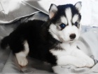 Kr�sn� sibi�sk� Husky �t��ata