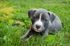Americk� pitbulteri�r na prodej bez PP