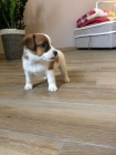 JACK RUSSELL ŠTĚŇATA JACK RUSSELL ŠTĚŇATA