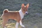 Basenji �t���tko - fenka s PP