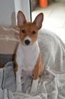 Basenji �t���tko - fenka s PP