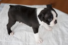 Štěňata Boston Terrier Štěňata Boston Terrier