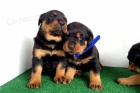 Rottweiler štěňata jsou k dispozici s PP. Rottweiler štěňata jsou k dispozici s PP.