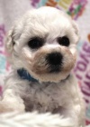 Bišonek - Bichon - Frisé Bišonek - Bichon - Frisé